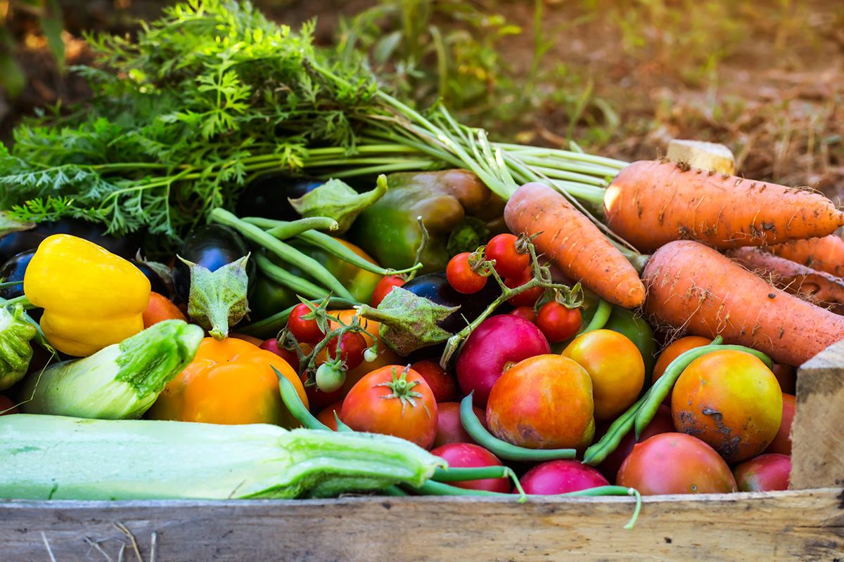 alimentación bio