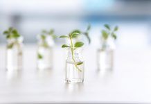 ¿Conoces las propiedades del néctar de brotes vegetales? néctar de brotes vegetales