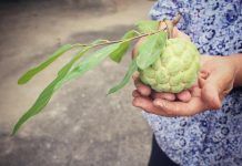Xirimoia: una fruita exòtica i peculiar chirimoya