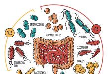 La microbiota en homes i dones i el risc cardiovascular microbiota