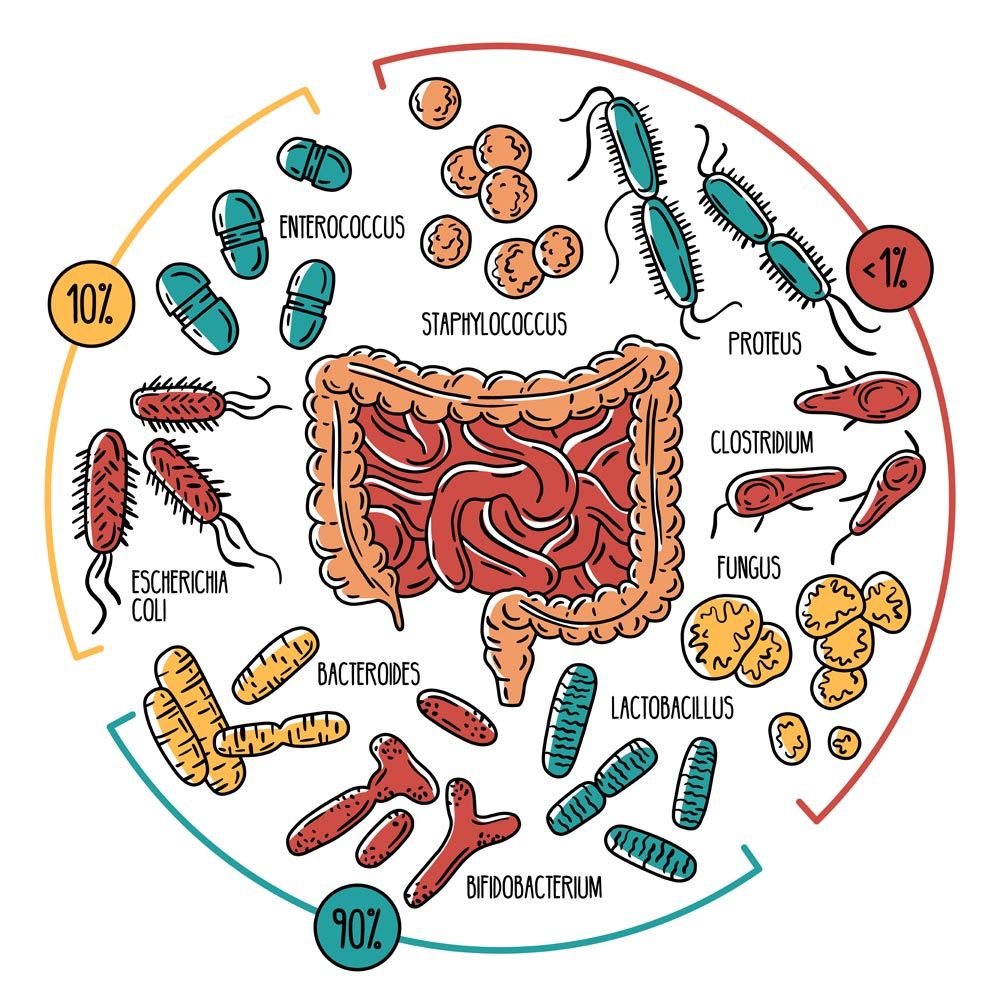 microbiota