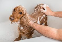 Com es fa un xampú natural per als animals de companyia champú natural para los animales