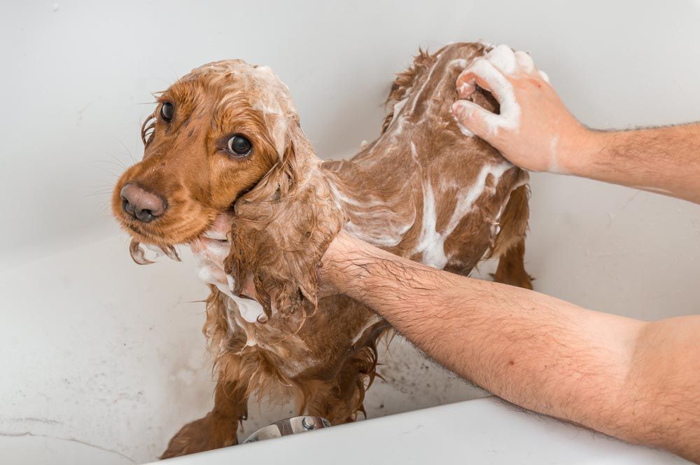 champú natural para los animales