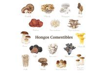 Hongos adaptógenos: para qué sirven, tipos y beneficios Hongos Adaptógenos