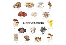 Què són els fongs adaptògens? Fongs Adaptògens