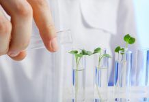 ANSES: «There is ‘no scientific basis’ for Commission’s proposal to remove regulatory safeguards from new GMOs»