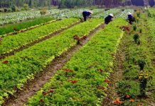 25 years of organic figures from around the world