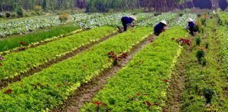 25 years of organic figures from around the world