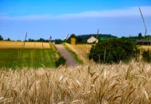 How widespread is organic food in French society?