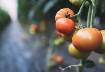 El greenwashing y sus peligros para la producción ecológica