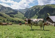 Austria: naturally organic
