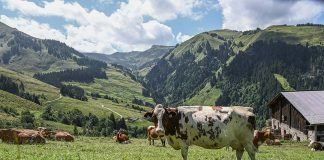 Austria: naturally organic