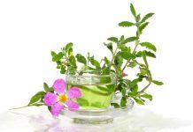 La Jara o Cistus incanus, una planta con propiedades antivirales Jara