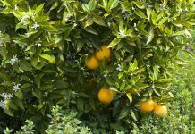 Fruites i verdures: protecció natural contra l’estrès oxidatiu estrés oxidativo