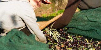 Organic farmers call for fair prices and recognition of public goods delivery