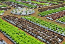 Building sustainable food systems for biodiversity and healthy environments sustainable food systems