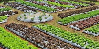 Building sustainable food systems for biodiversity and healthy environments sustainable food systems