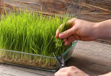 Avantatges dels aliments germinats germinats