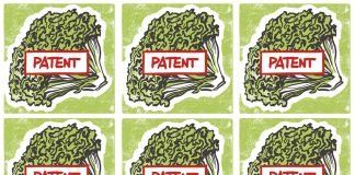 Opposition against patent on conventionally-bred lettuce rejected lettuce