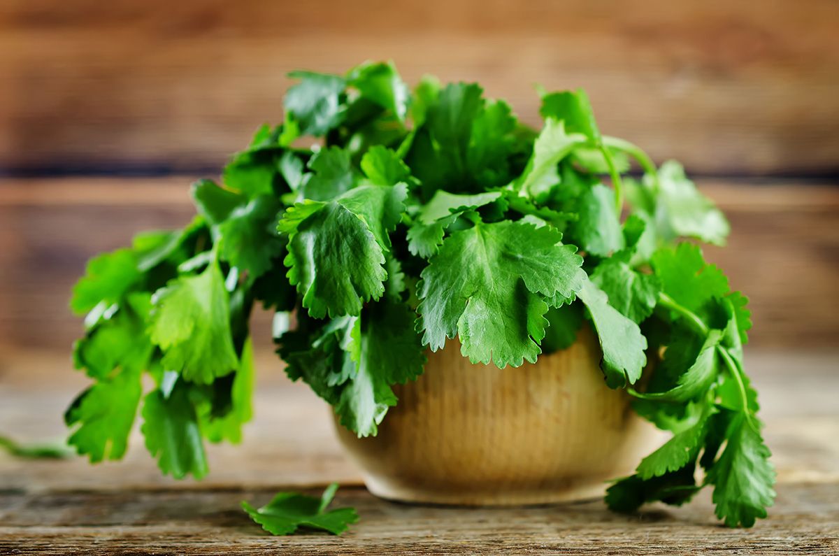 Manojo de cilantro