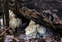 Greixa d’agulles, el fong adaptògen Melena de León,