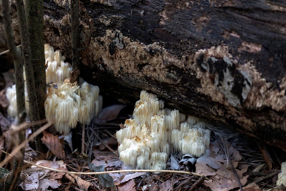 Greixa d’agulles