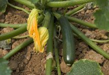 10 verdures molt saludables 10 verduras