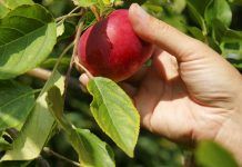 Dieta alcalina i aliments ecològics Dieta alcalina