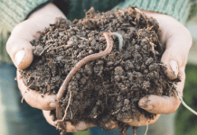 Los orígenes de la agricultura biodinámica biodinámica