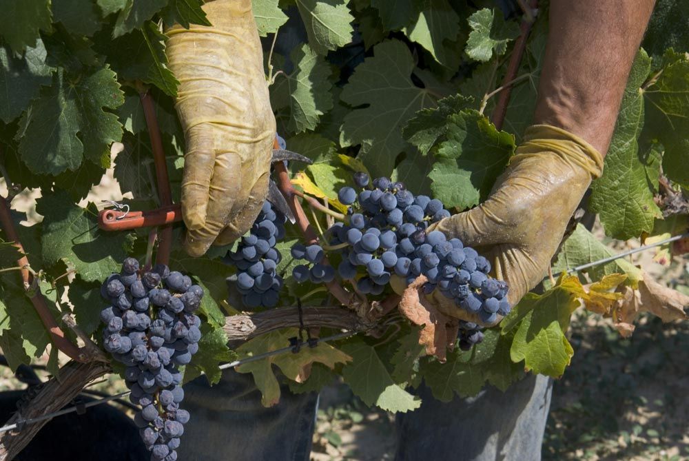 agricultura biodinamica