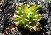 ¿Puedes inventar la lechuga? Las patentes amenazan el acceso a las plantas lechuga