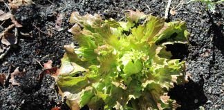 Can you invent lettuce? Patents threaten access to plants lechuga