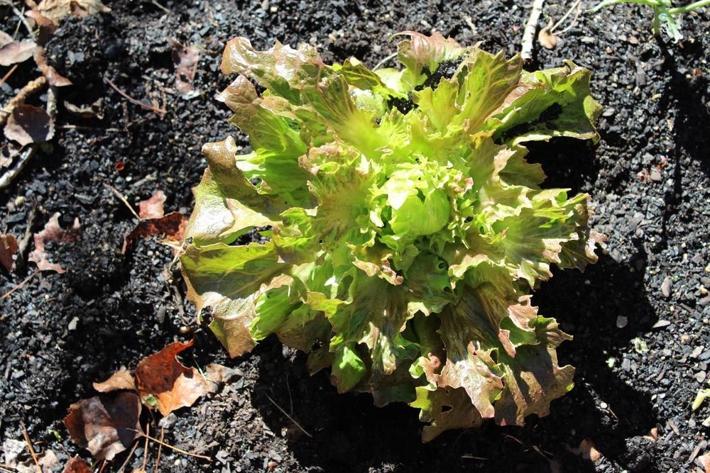 lechuga
