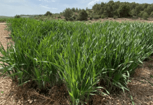Dia de la Terra: una granja redueix un 95% la contaminació de les seves aigües gràcies a un aiguamoll