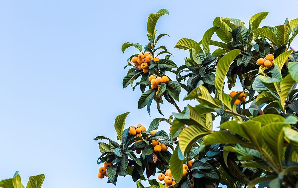 primavera en la huerta
