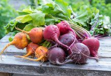 Progress for organic plant breeding and agrobiodiversity
