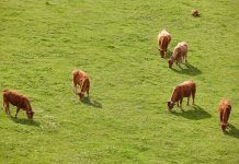 Productes làctics ecològics: el compromís català amb la producció responsable