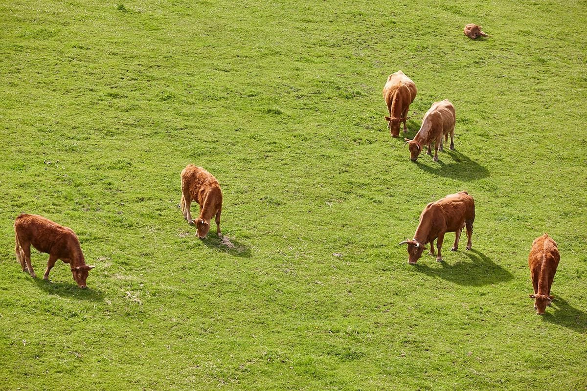 Productes làctics ecològics