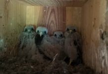 Cientos de personas pendientes del nacimiento de 6 cernícalos en directo a través del programa Bird Brother