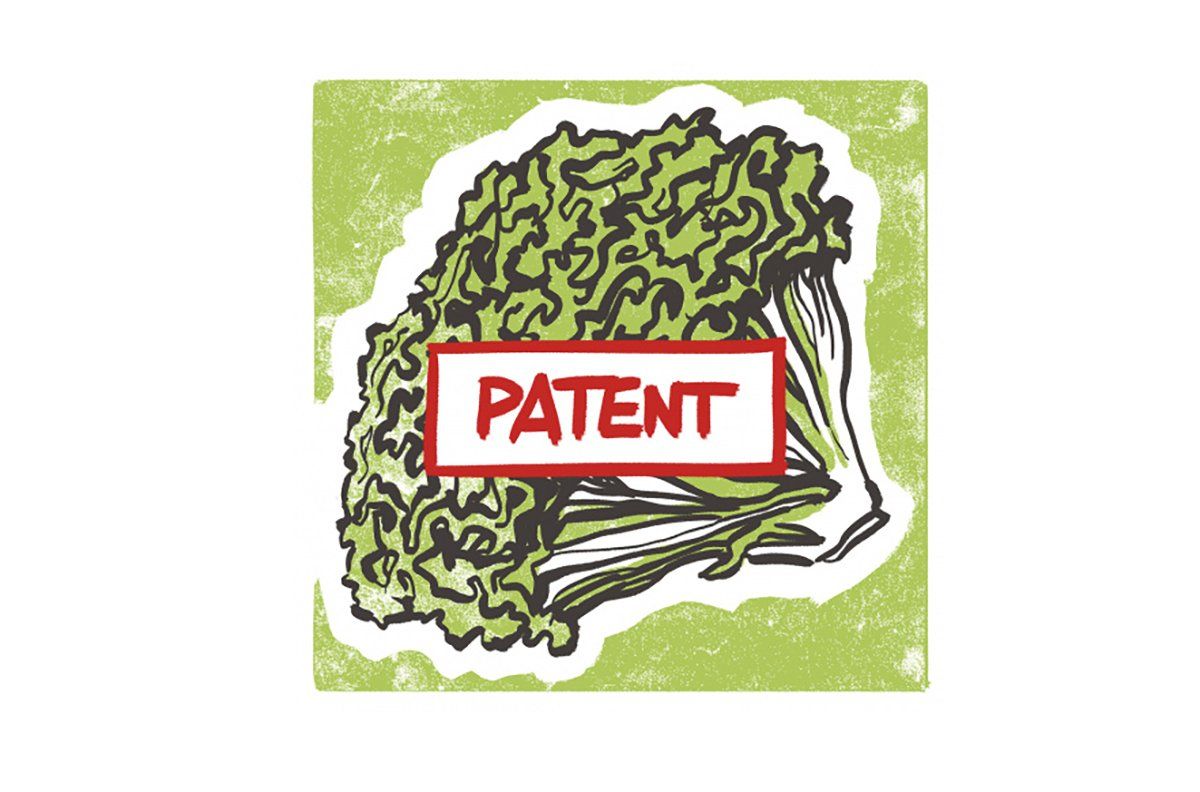 patente de la lechuga