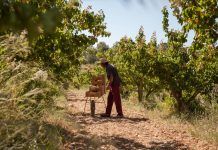 Entre raíces y flores: vida y resiliencia en las frutas de hueso frutas de hueso