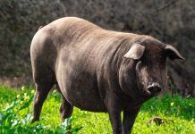 Naturak: ibéricos ecológicos