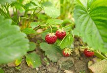 ¿Cómo se nutren las plantas silvestres? plantas silvestres