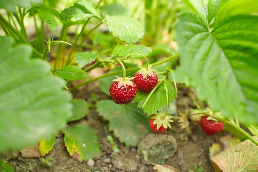 plantes silvestres