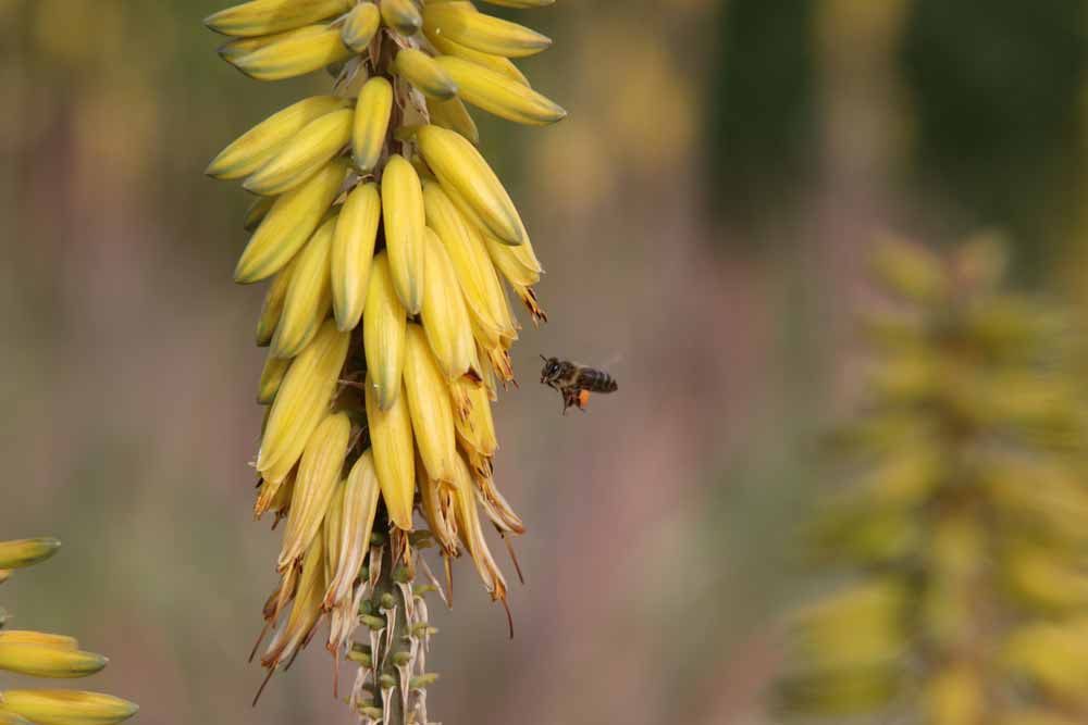 Atalaya Bio