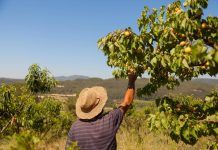 Fostering organic farming: Key factors for the development of the organic sector