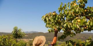 Fostering organic farming: Key factors for the development of the organic sector