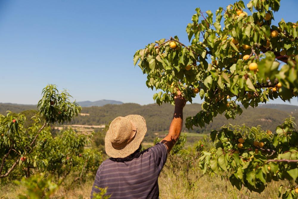 Fomento agricultura ecológica