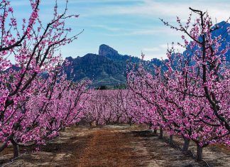 La nueva era de los cultivos leñosos: por qué la rentabilidad del olivar y el almendro ya no depende del azar