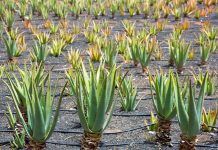 Àloe vera, gel de propietats curatives i antiinflamatòries aloe vera